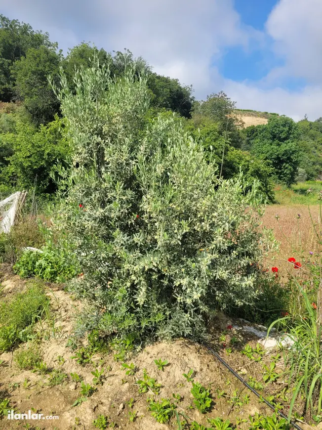 Manisa Sarıgöl Yeniköy Mahallesi 254 m² satılık bağ & Bahçe arsa - Fotoğraf 1