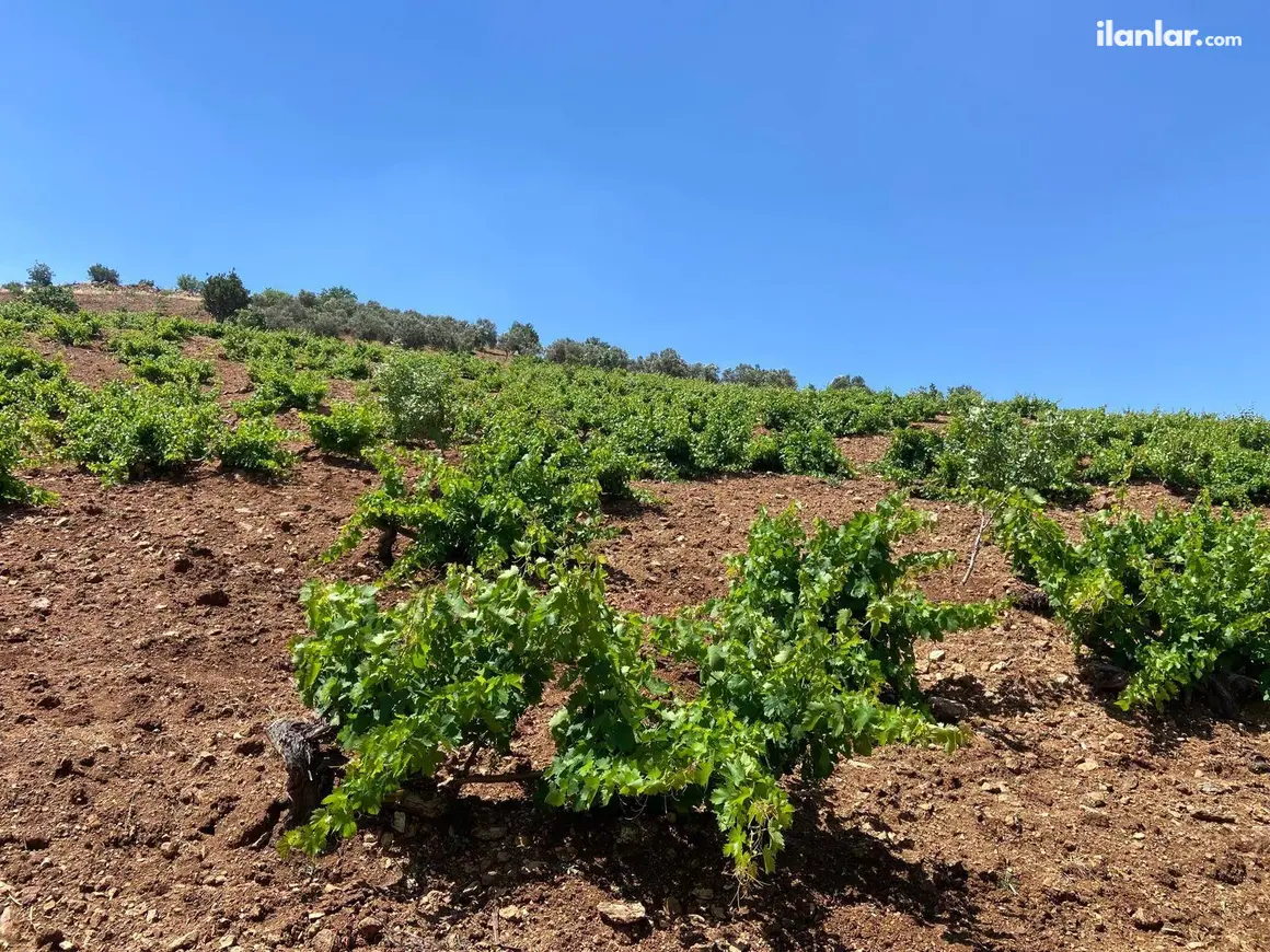 Kahramanmaraş Pazarcık Taşdemir Mahallesi 40.000 m² satılık bağ & Bahçe arsa - Fotoğraf 1