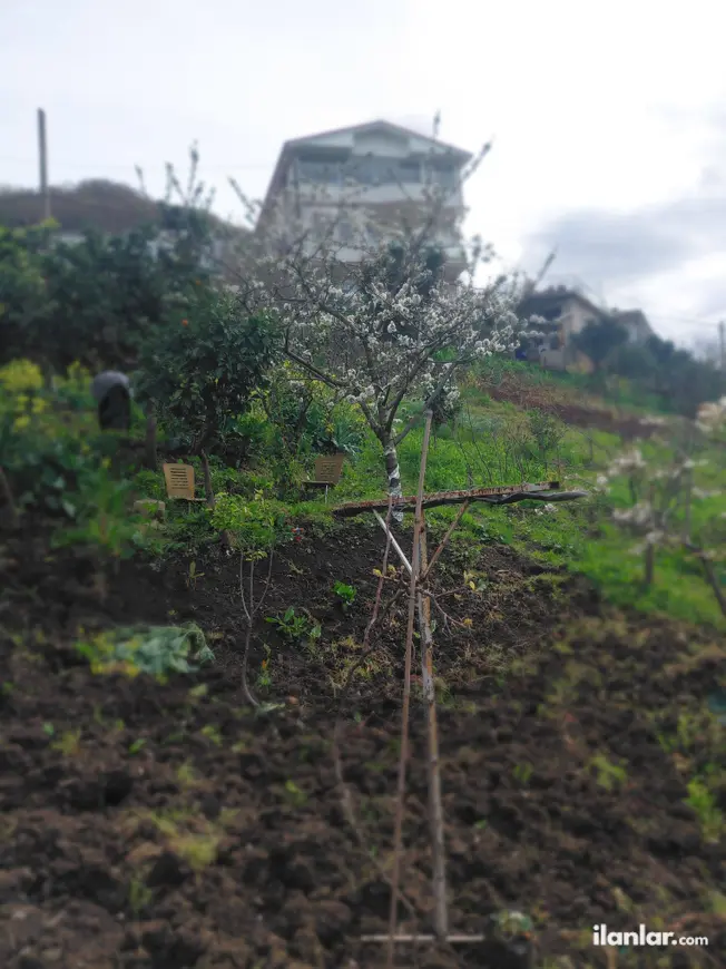 Trabzon Akçaabat Mersin Mahallesi 800 m² satılık tarla arsa - Fotoğraf 1