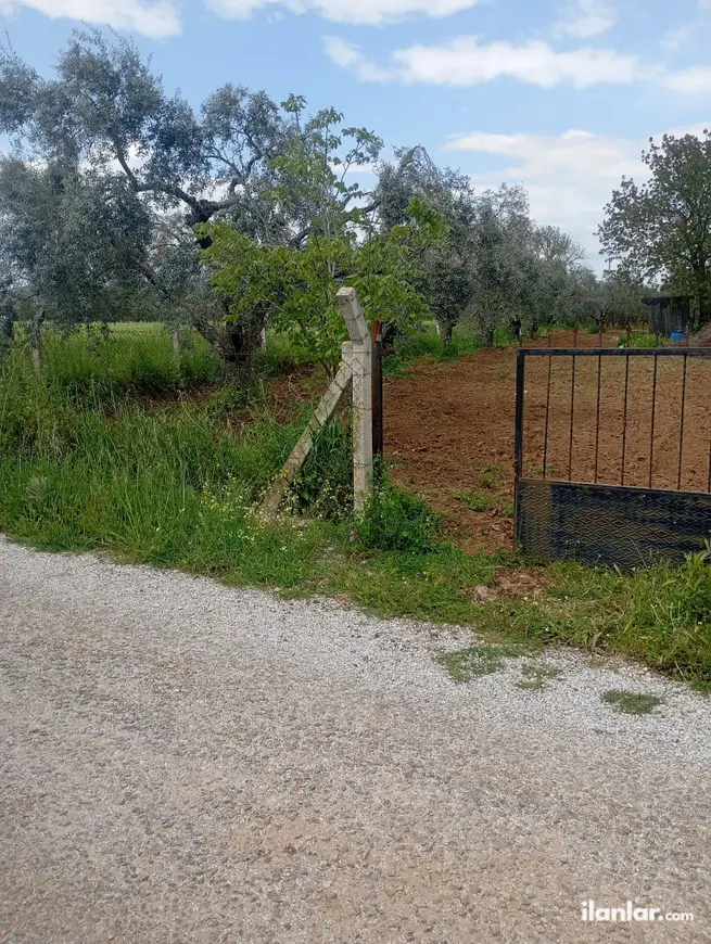 İzmir Torbalı Gazi Mustafa Kemal Mahallesi 10.640 m² satılık zeytinlik arsa - Fotoğraf 1