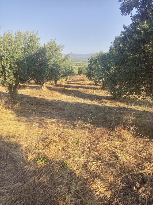İzmir Bergama Kurtuluş Mahallesi 7.793 m² satılık zeytinlik arsa - Fotoğraf 1