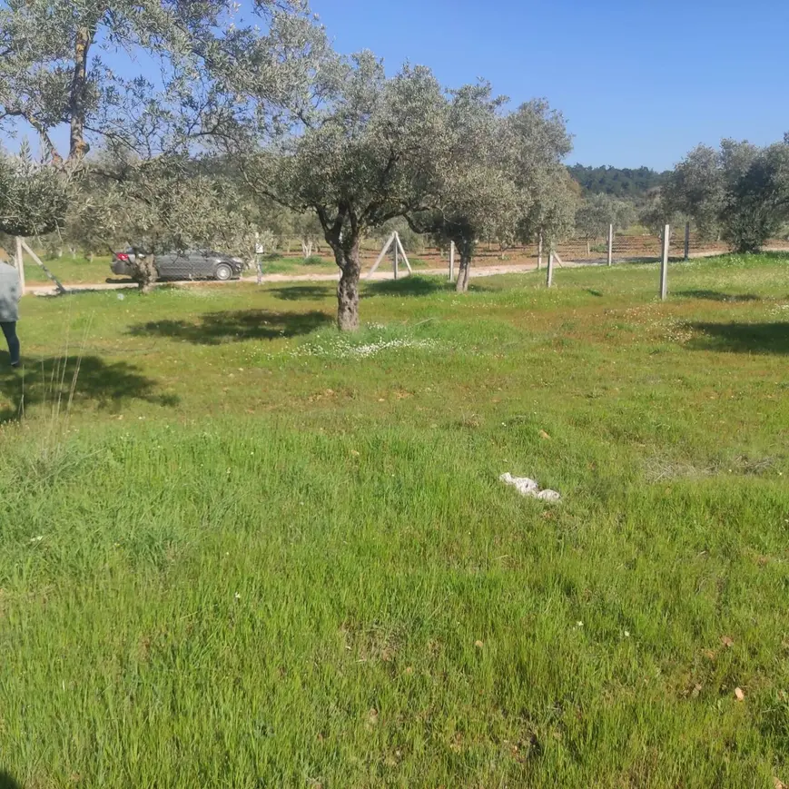İzmir Torbalı Dirmil Mahallesi 546 m² satılık tarla arsa - Fotoğraf 1