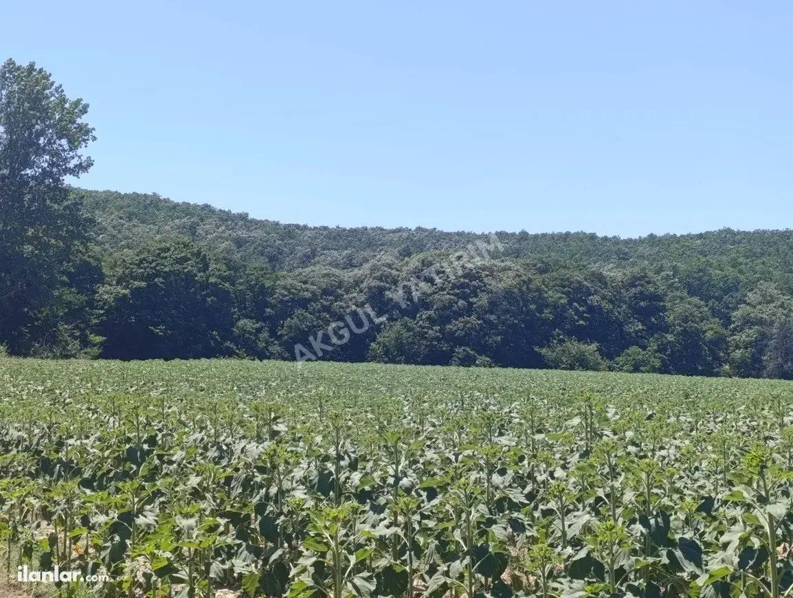 Tekirdağ Saray Küçükyoncalı Mahallesi 5.790 m² satılık tarla arsa - Fotoğraf 1