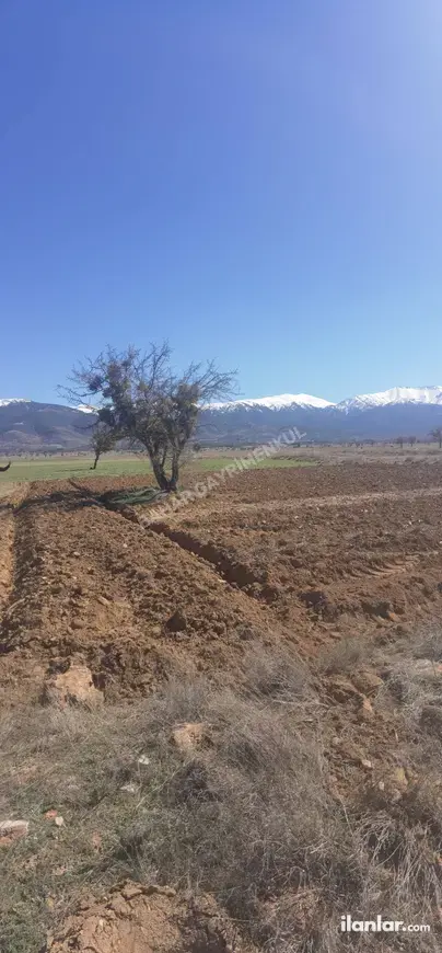 Denizli Tavas Bahçeköy Mahallesi 1.227 m² satılık tarla arsa - Fotoğraf 1