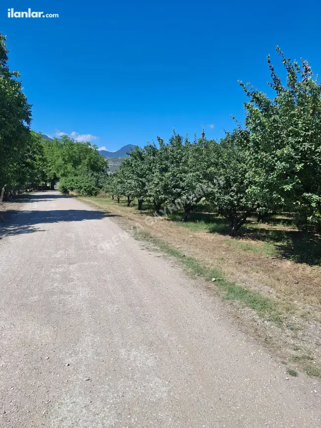 Sakarya Pamukova Yenice Mahallesi 4.840 m² satılık bağ & Bahçe arsa - Fotoğraf 1