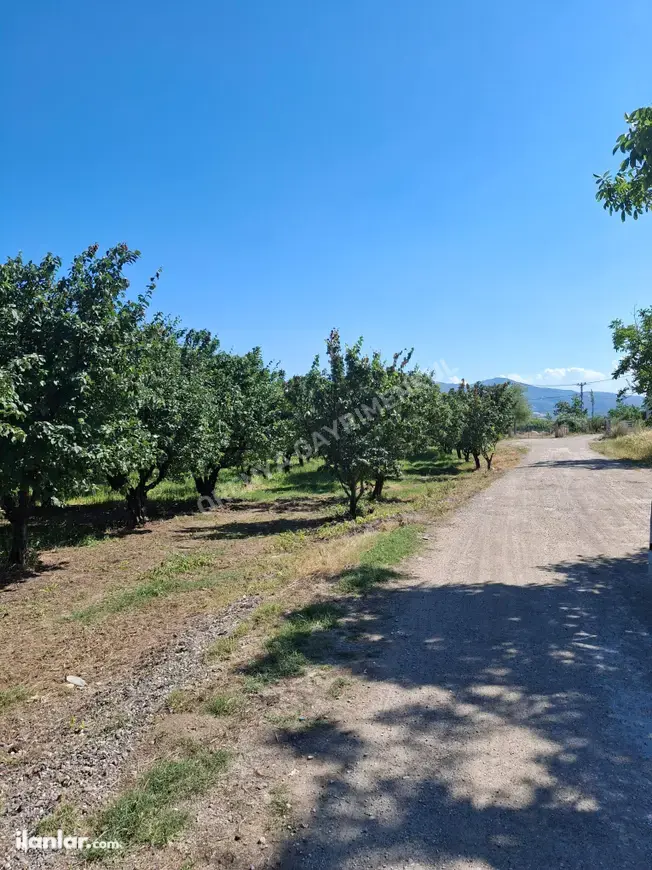 Sakarya Pamukova Yenice Mahallesi 4.160 m² satılık bağ & Bahçe arsa - Fotoğraf 1