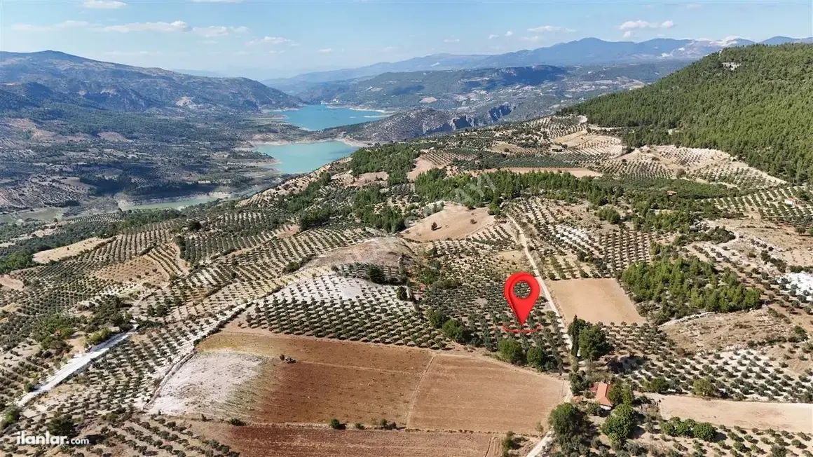 Aydın Bozdoğan Örencik Mahallesi 4.000 m² satılık zeytinlik arsa - Fotoğraf 1