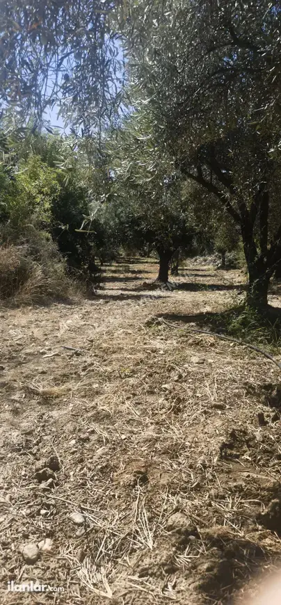 Aydın Karacasu Ataeymir Mahallesi 8.500 m² satılık zeytinlik arsa - Fotoğraf 1