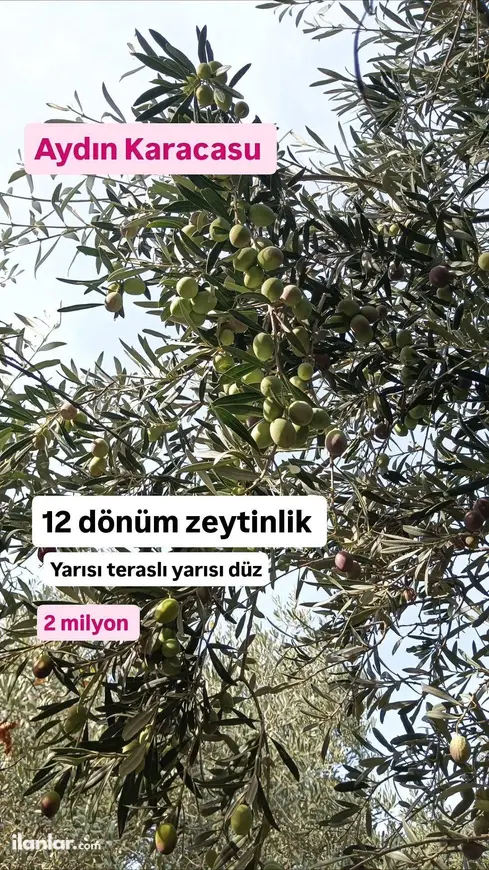 Aydın Karacasu Bereketli Mahallesi 12.000 m² satılık zeytinlik arsa - Fotoğraf 1