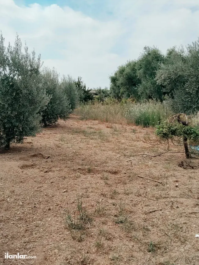 Manisa Ahmetli Gökkaya Mahallesi 1.600 m² satılık bağ & Bahçe arsa - Fotoğraf 1