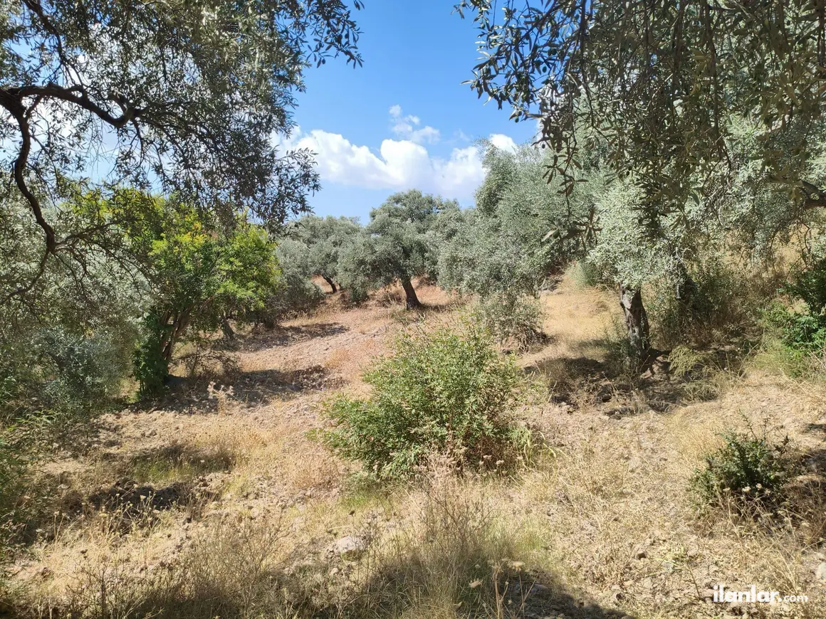İzmir Torbalı Karaot Mahallesi 909 m² satılık tarla arsa - Fotoğraf 1