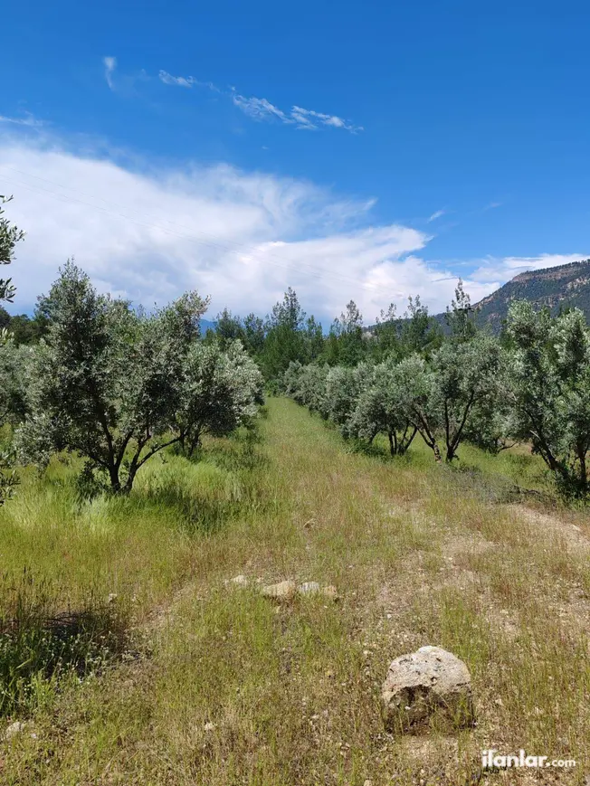 Denizli Kale Yenidere Mahallesi 3.762 m² satılık tarla arsa - Fotoğraf 1