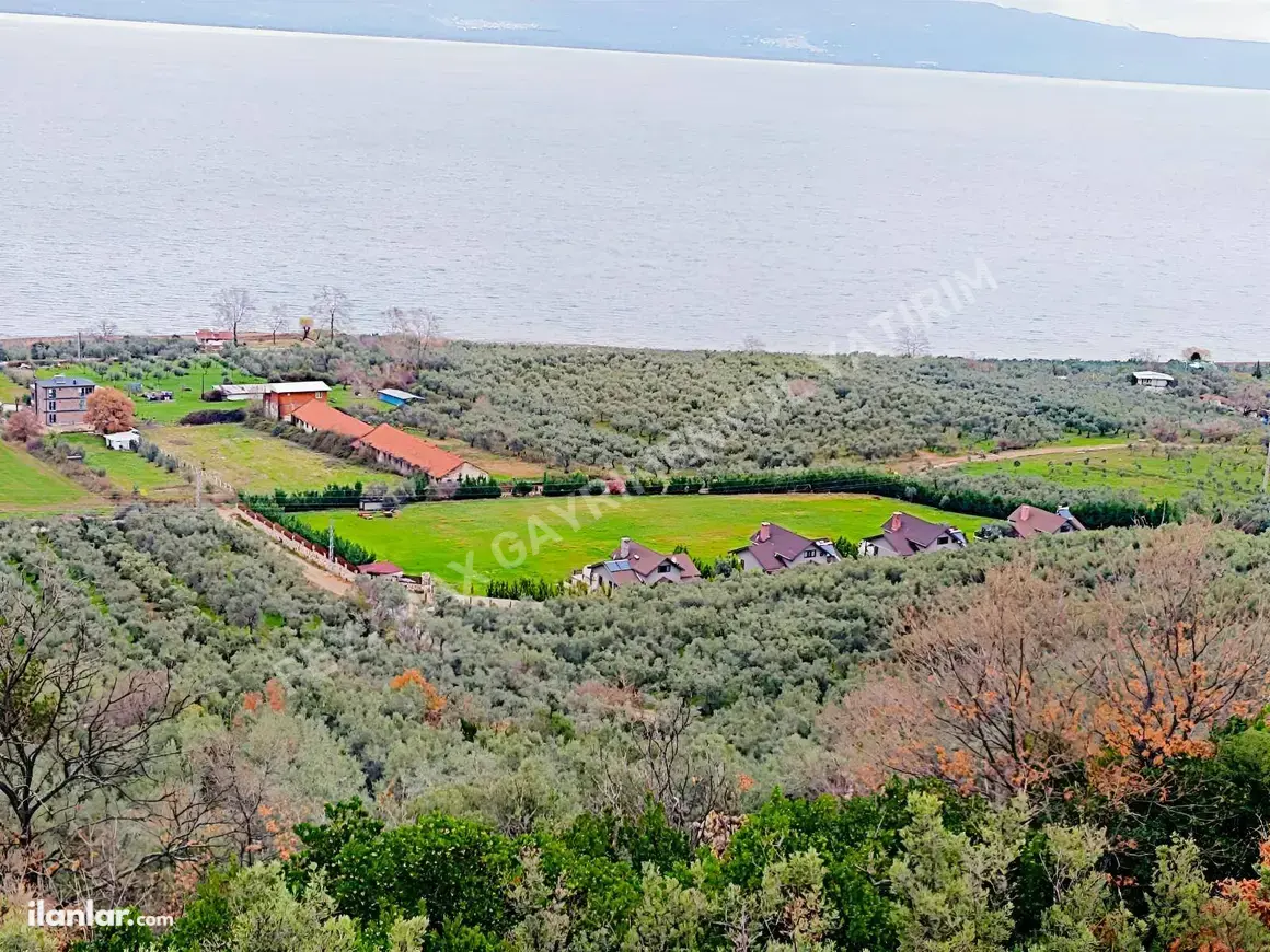 Bursa Orhangazi Gölyaka Mahallesi 1.733 m² satılık zeytinlik arsa - Fotoğraf 1