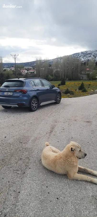 2023 Fiat Egea Cross 1.4 Fire lPG manuel arazi, SUV, Pick-up - Fotoğraf 2