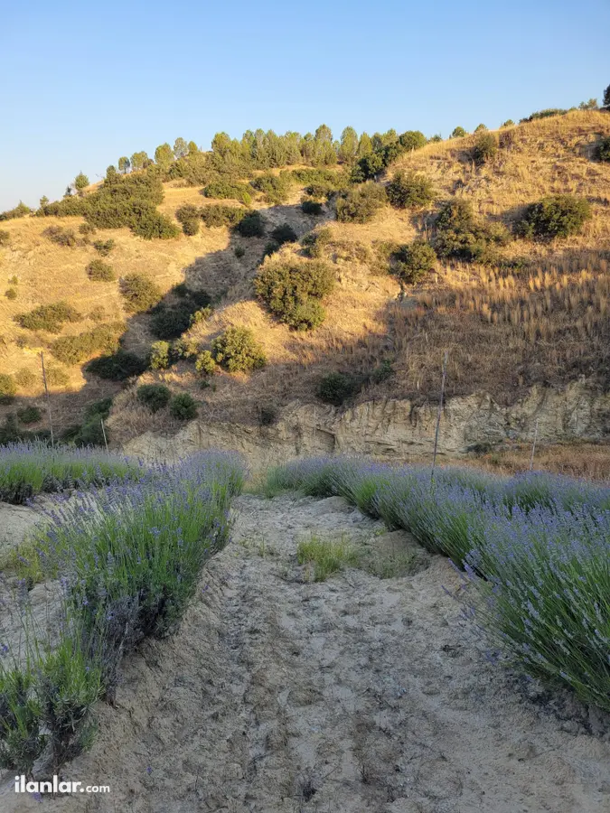 Manisa Sarıgöl Ziyanlar Mahallesi 3.725 m² satılık arazi arsa - Fotoğraf 1