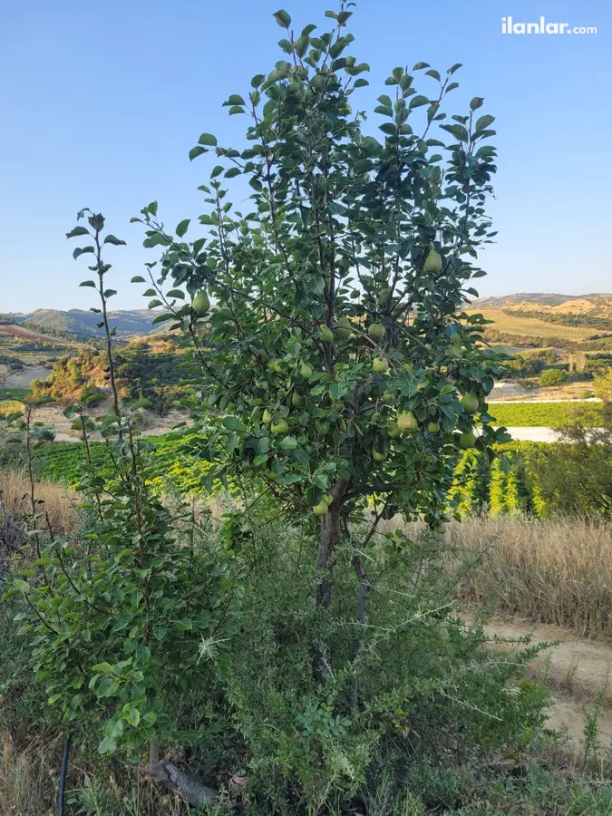 Manisa Sarıgöl Ziyanlar Mahallesi 3.725 m² satılık arazi arsa - Fotoğraf 2