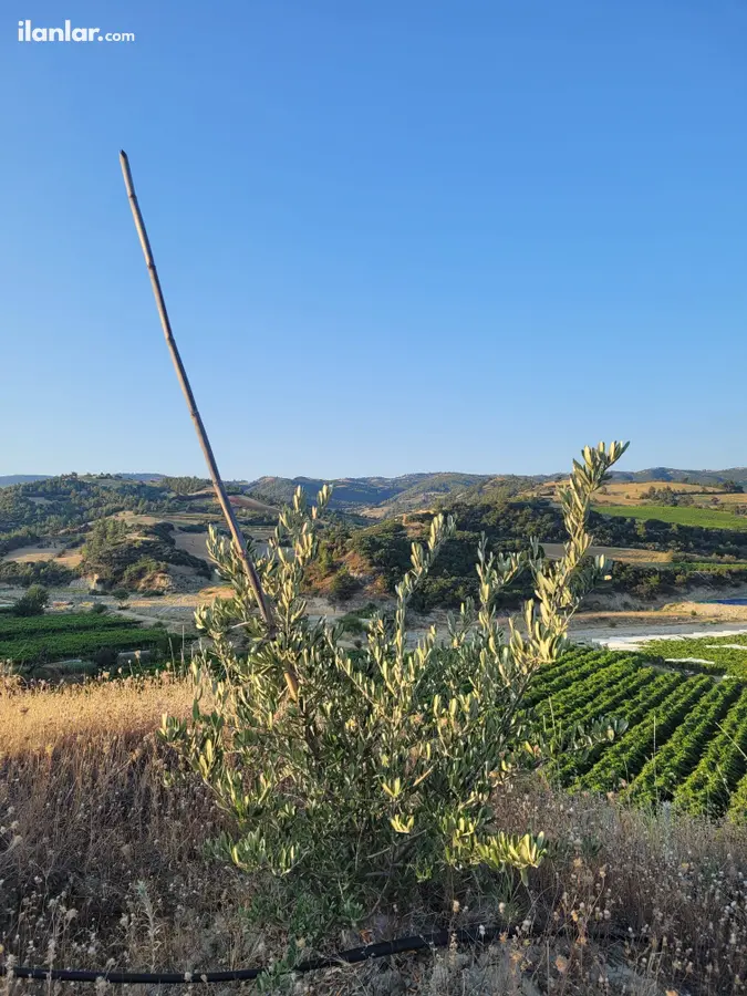 Manisa Sarıgöl Ziyanlar Mahallesi 3.725 m² satılık arazi arsa - Fotoğraf 3