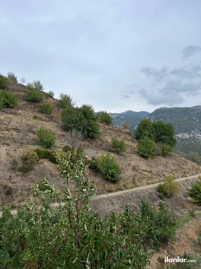Antalya Gazipaşa İnal Mahallesi 15.500 m² satılık bağ & Bahçe arsa - Fotoğraf 1