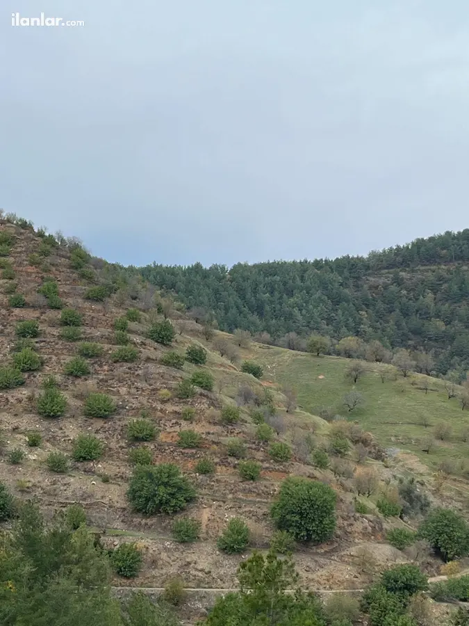 Antalya Gazipaşa İnal Mahallesi 15.500 m² satılık bağ & Bahçe arsa - Fotoğraf 3