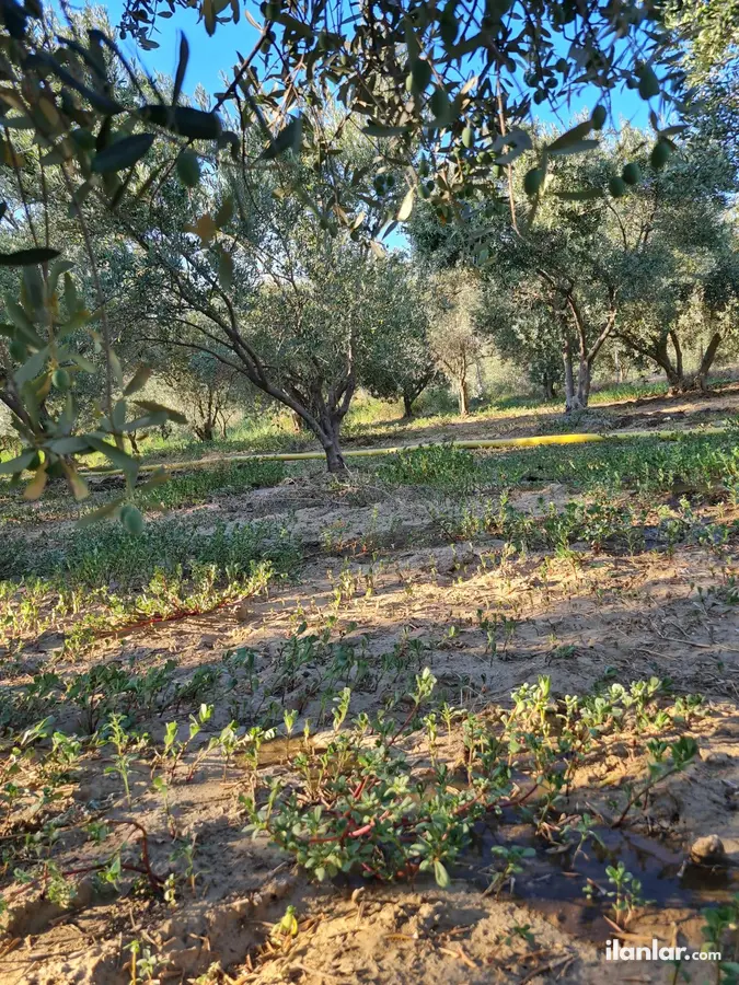 İzmir Menemen Ayvacık Mahallesi 1.400 m² satılık zeytinlik arsa - Fotoğraf 1