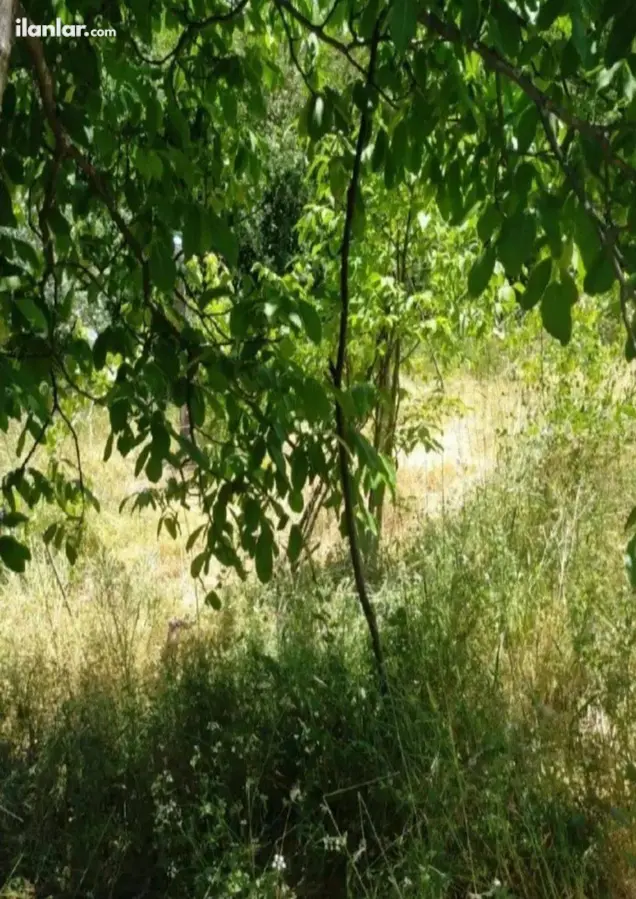 Karabük Eskipazar Arslanlar, Ağırtaş Mahallesi 1.100 m² satılık bağ & Bahçe arsa - Fotoğraf 2