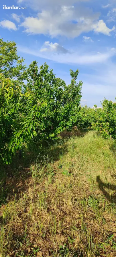 İzmir Kemalpaşa Egemen Mahallesi 3.100 m² satılık bağ & Bahçe arsa - Fotoğraf 3