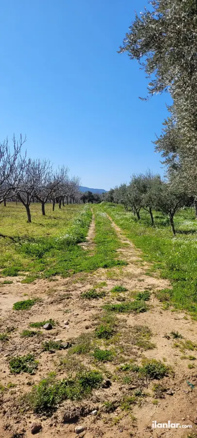 İzmir Buca Barış Mahallesi 4.674 m² satılık bağ & Bahçe arsa - Fotoğraf 2