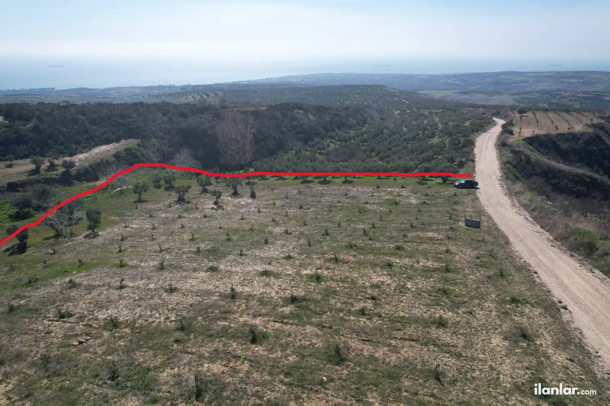 Tekirdağ Şarköy Tepeköy Mahallesi 4.412 m² satılık zeytinlik arsa - Fotoğraf 2
