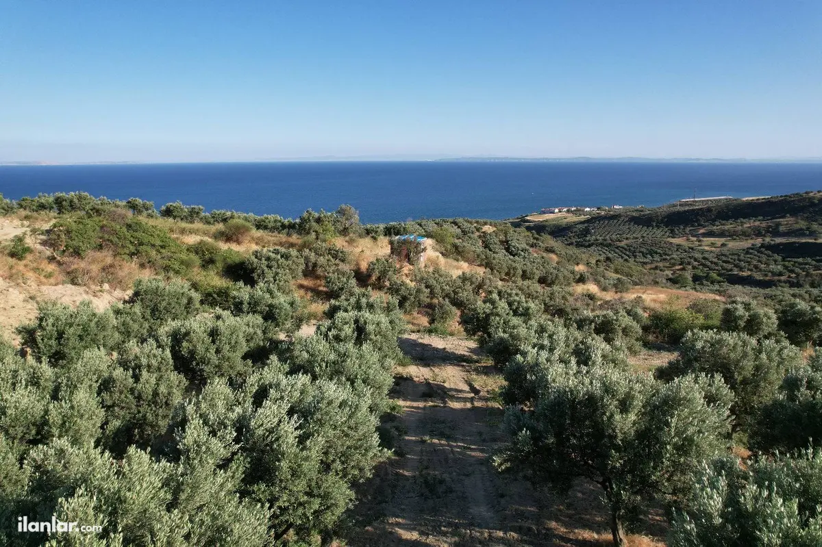 Tekirdağ Şarköy Kirazlı Mahallesi 8.200 m² satılık zeytinlik arsa - Fotoğraf 2