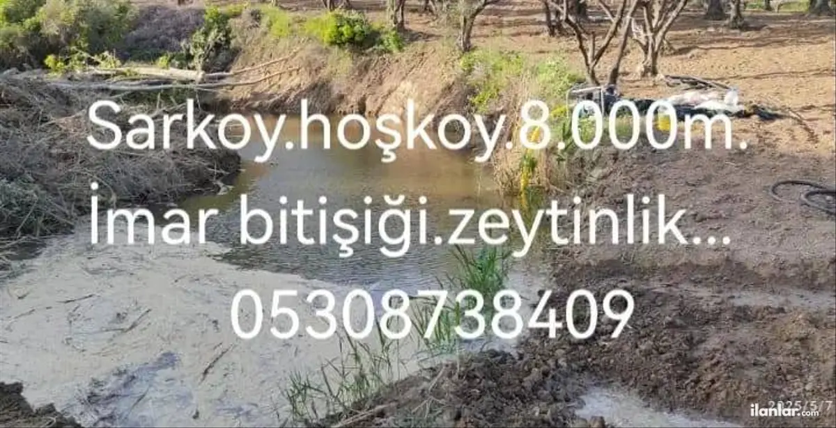 Tekirdağ Şarköy Hoşköy Mahallesi 8.000 m² satılık zeytinlik arsa - Fotoğraf 1