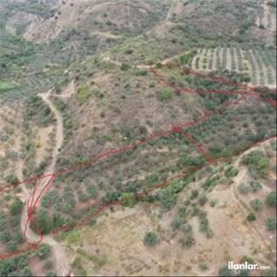 Tekirdağ Şarköy Hoşköy Mahallesi 8.000 m² satılık zeytinlik arsa - Fotoğraf 3