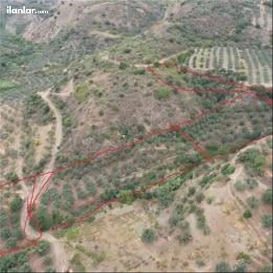 Tekirdağ Şarköy Hoşköy Mahallesi 8.000 m² satılık zeytinlik arsa - Fotoğraf 1