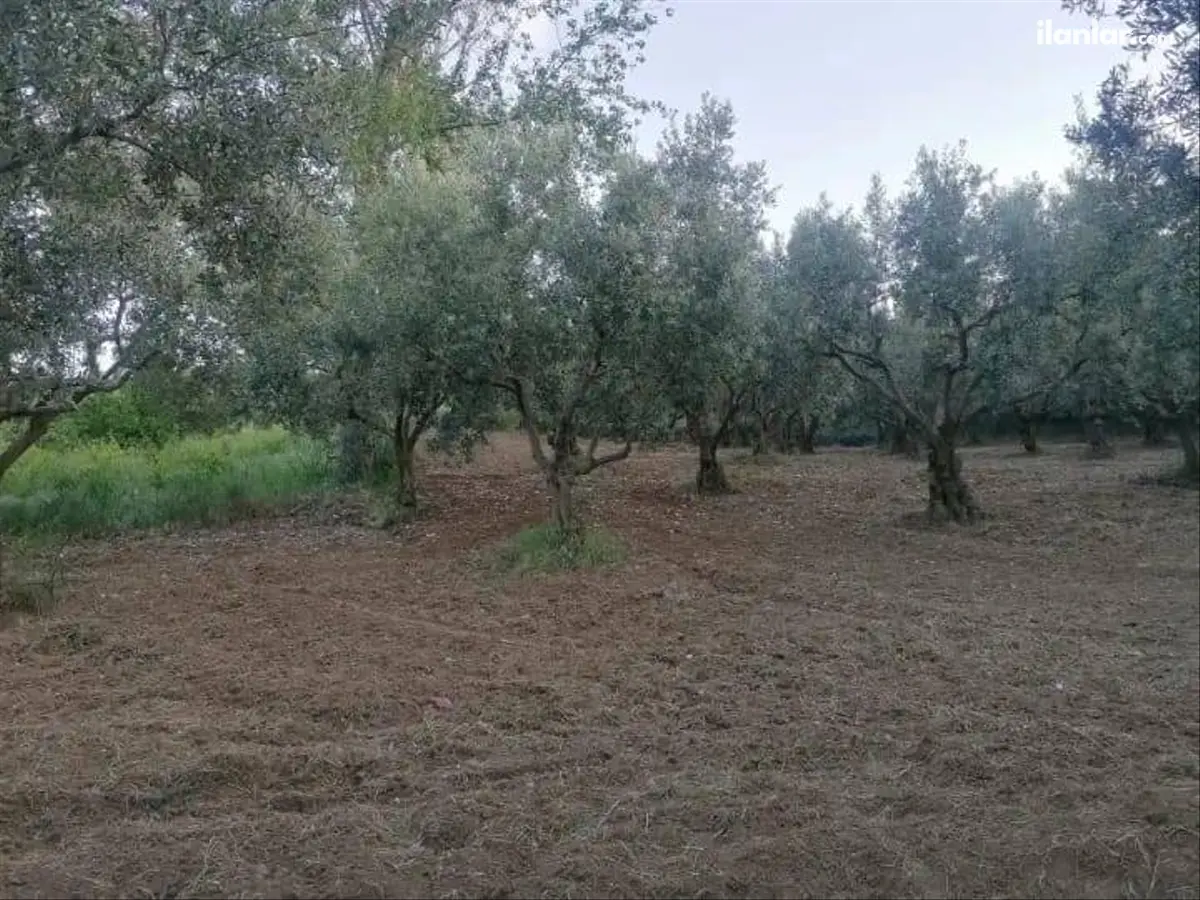Tekirdağ Şarköy Hoşköy Mahallesi 8.000 m² satılık zeytinlik arsa - Fotoğraf 3