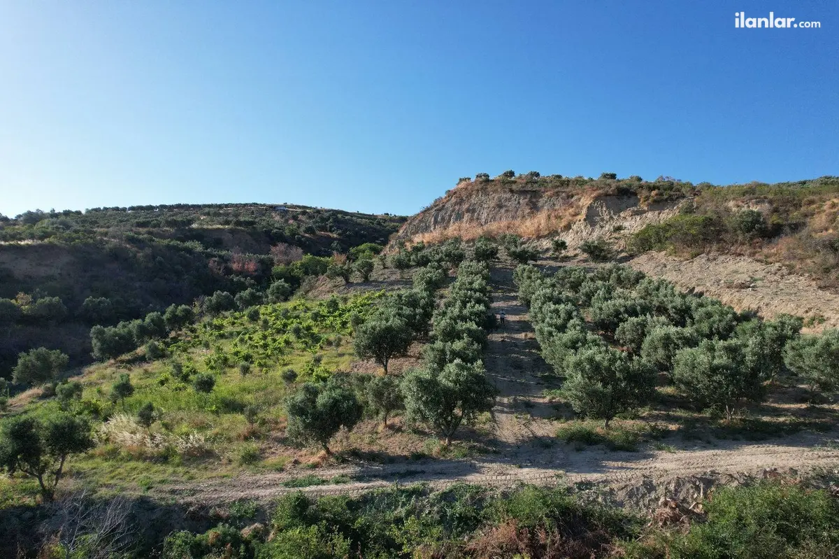 Tekirdağ Şarköy Kirazlı Mahallesi 8.200 m² satılık zeytinlik arsa - Fotoğraf 1