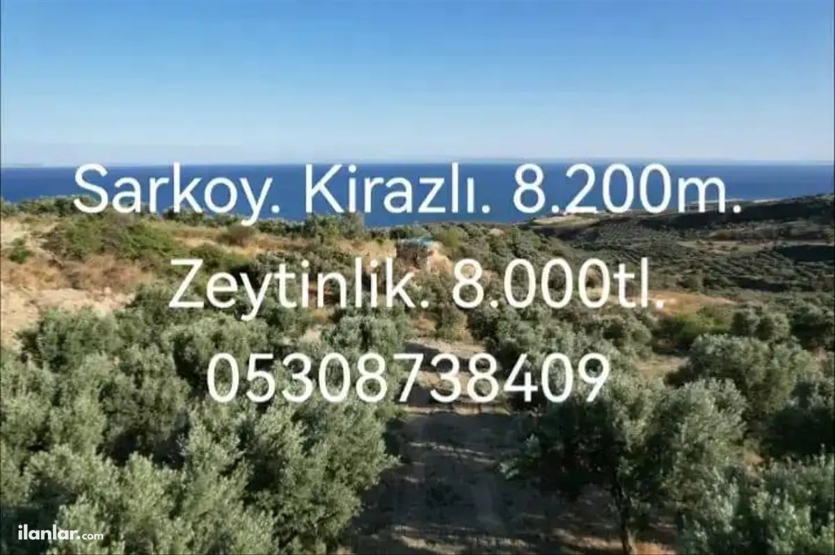 Tekirdağ Şarköy Kirazlı Mahallesi 8.200 m² satılık zeytinlik arsa - Fotoğraf 2