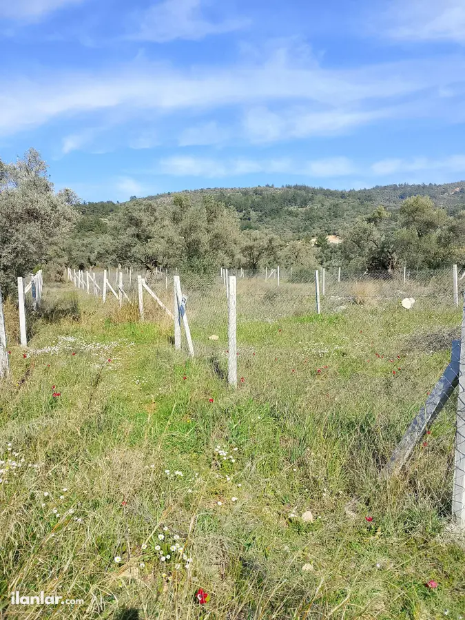 İzmir Torbalı Dirmil Mahallesi 232 m² satılık zeytinlik arsa - Fotoğraf 1