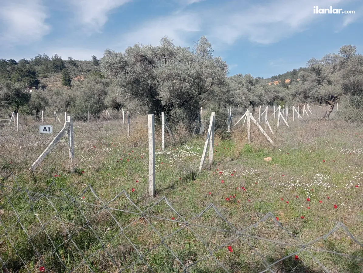 İzmir Torbalı Dirmil Mahallesi 232 m² satılık zeytinlik arsa - Fotoğraf 2