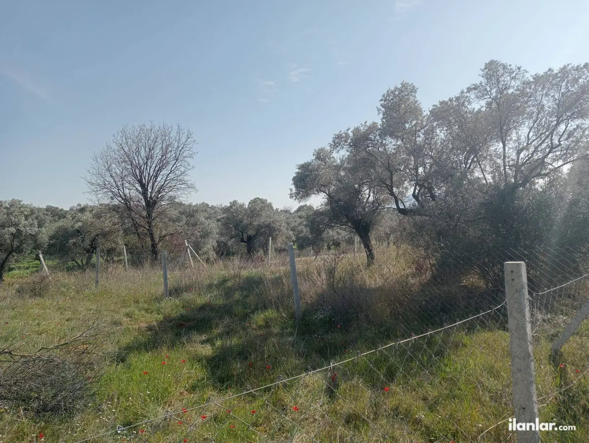 İzmir Torbalı Dirmil Mahallesi 232 m² satılık zeytinlik arsa - Fotoğraf 3