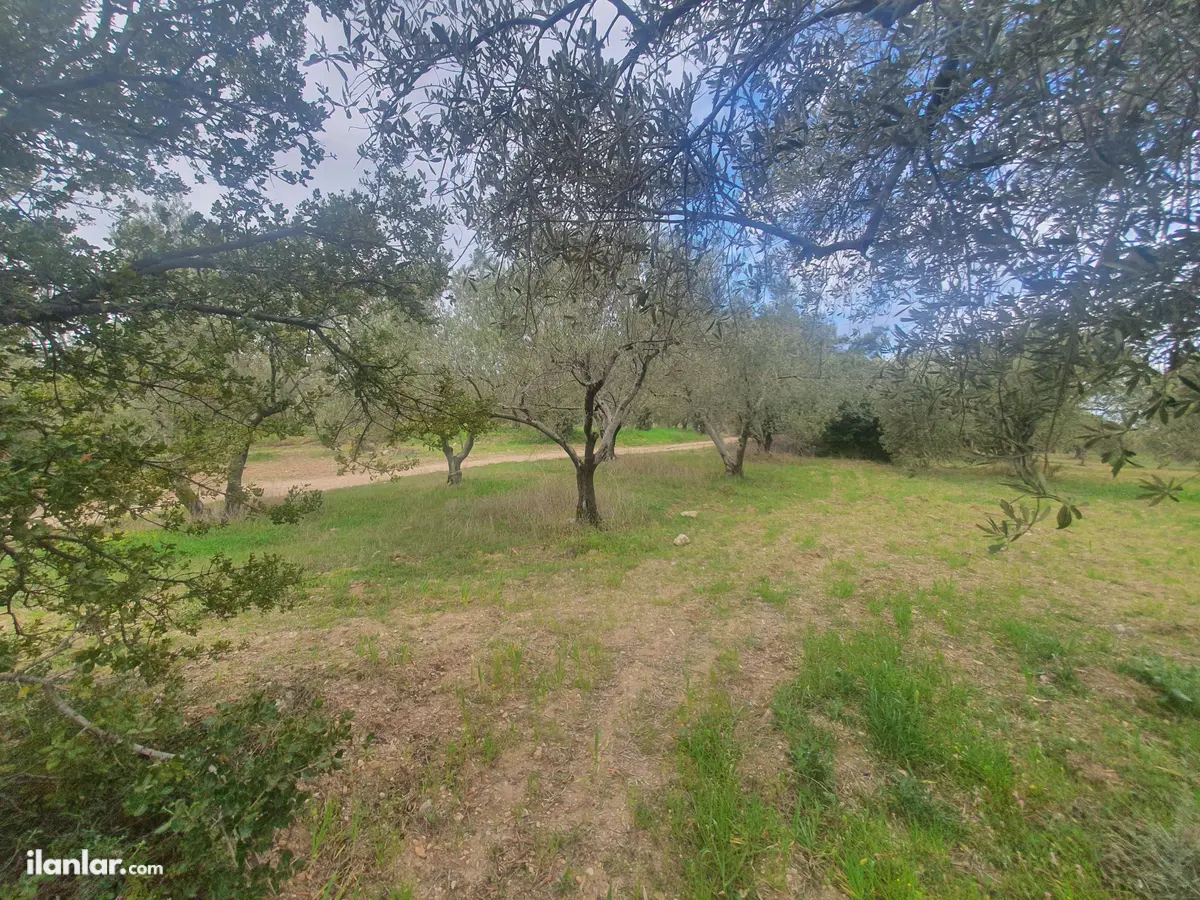 Çanakkale Ezine Geyikli, Hürriyet Mahallesi 171 m² satılık zeytinlik arsa - Fotoğraf 1