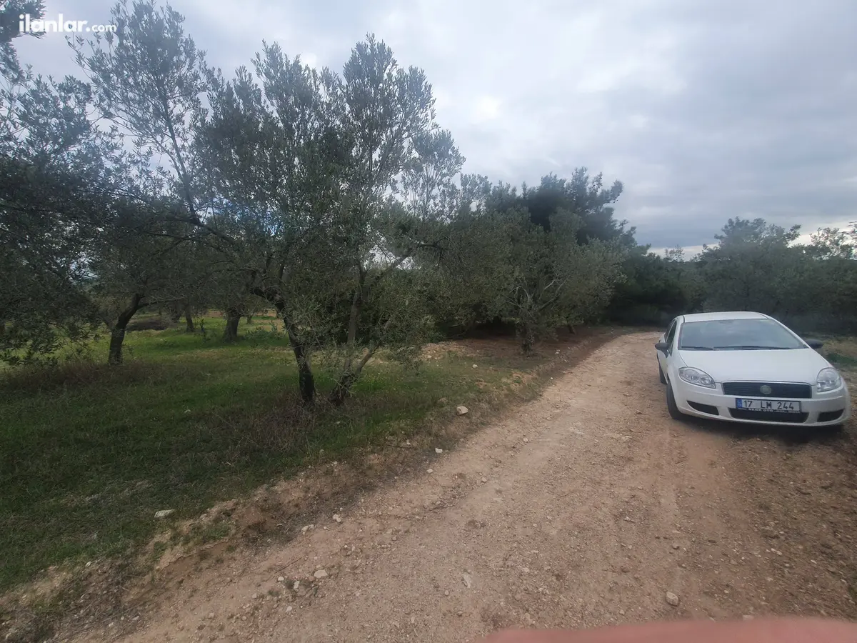 Çanakkale Ezine Geyikli, Hürriyet Mahallesi 171 m² satılık zeytinlik arsa - Fotoğraf 3