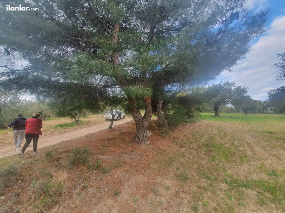 Çanakkale Ezine Geyikli, Hürriyet Mahallesi 171 m² satılık zeytinlik arsa - Fotoğraf 2