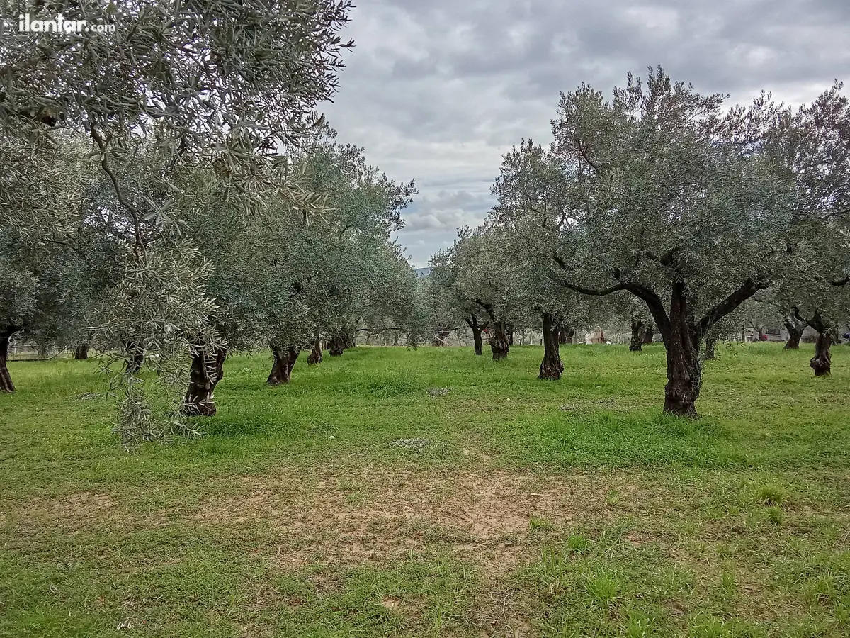 İzmir Torbalı Çakırbeyli Mahallesi 11.457 m² satılık zeytinlik arsa - Fotoğraf 3
