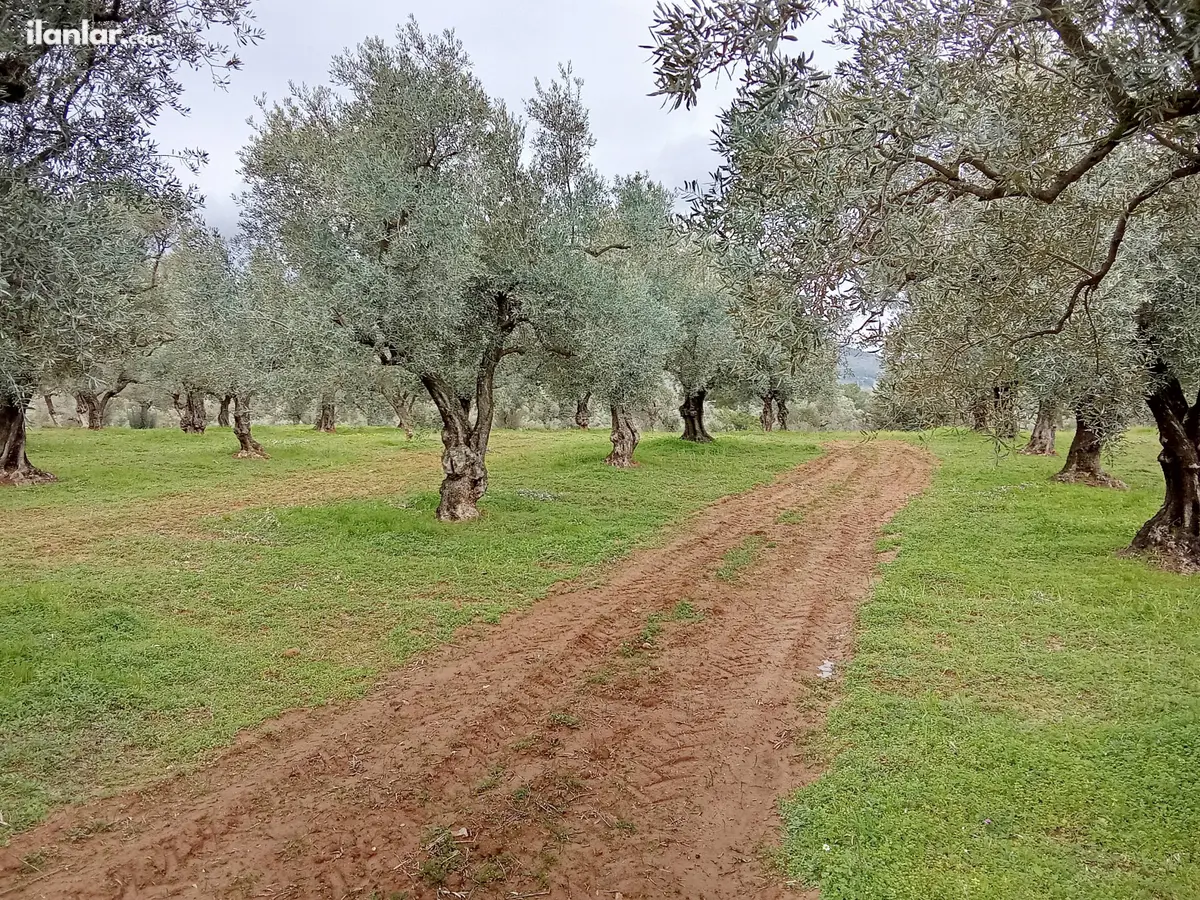 İzmir Torbalı Çakırbeyli Mahallesi 11.457 m² satılık zeytinlik arsa - Fotoğraf 2
