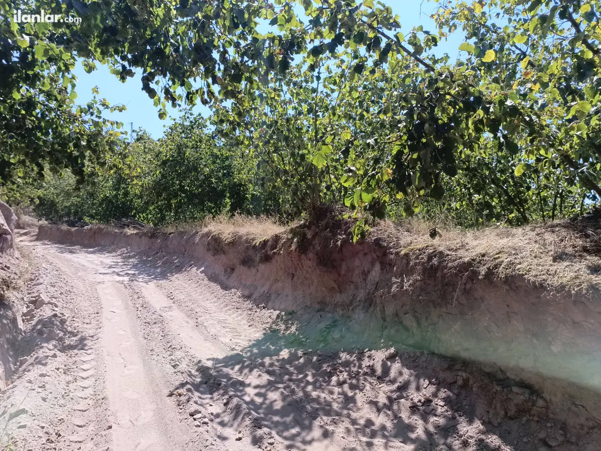 Sakarya Karasu Ortaköy Mahallesi 1.926 m² satılık bağ & Bahçe arsa - Fotoğraf 3