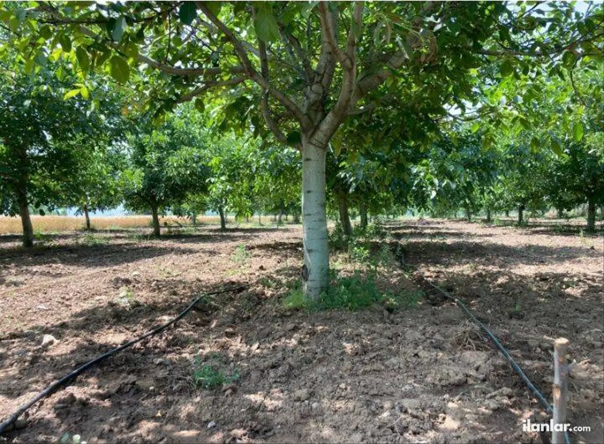Bursa İnegöl Eymir Mahallesi 8.000 m² satılık bağ & Bahçe arsa - Fotoğraf 3