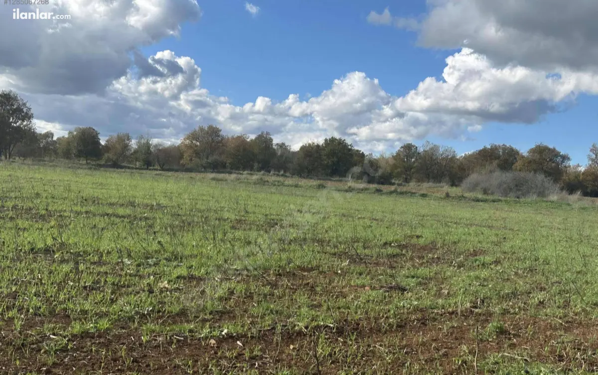 Çanakkale Biga Pekmezli Köyü Mahallesi 18.510 m² satılık çiftlik arsa - Fotoğraf 3