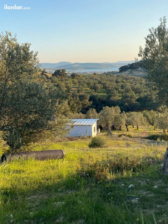 İzmir Aliağa Aşağışakran Mahallesi 440 m² satılık zeytinlik arsa - Fotoğraf 1