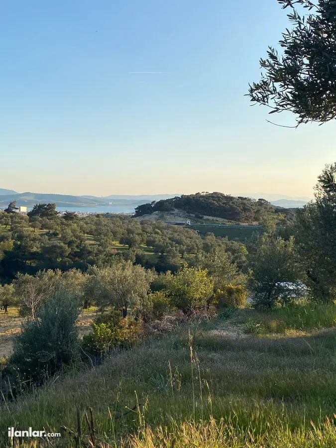 İzmir Aliağa Aşağışakran Mahallesi 440 m² satılık zeytinlik arsa - Fotoğraf 2