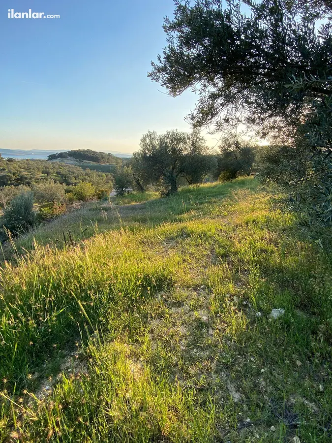 İzmir Aliağa Aşağışakran Mahallesi 440 m² satılık zeytinlik arsa - Fotoğraf 3