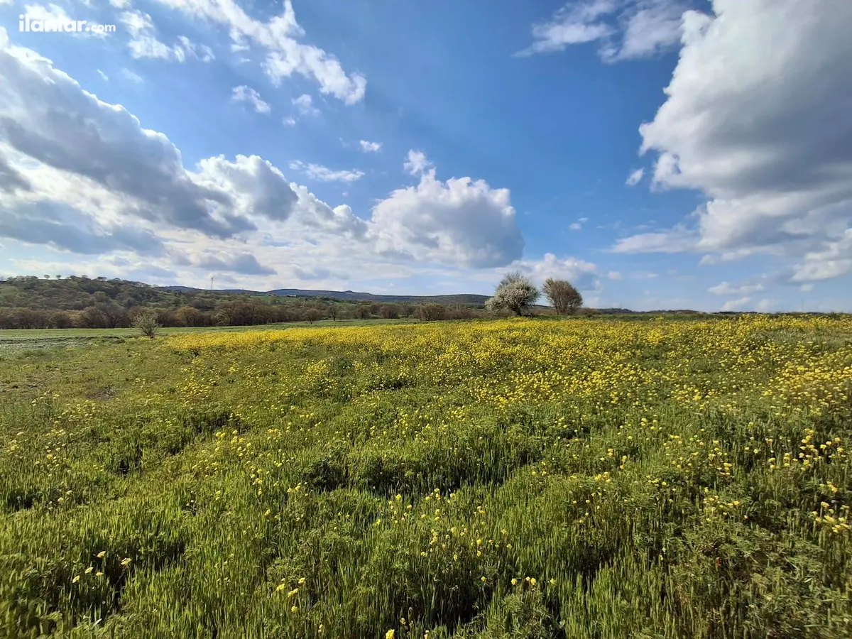 Balıkesir İvrindi Topuzlar Mahallesi 7.300 m² satılık tarla arsa - Fotoğraf 3
